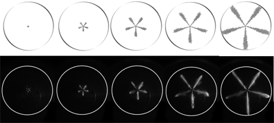 Simulated spray evolution and comparison with laser measurements